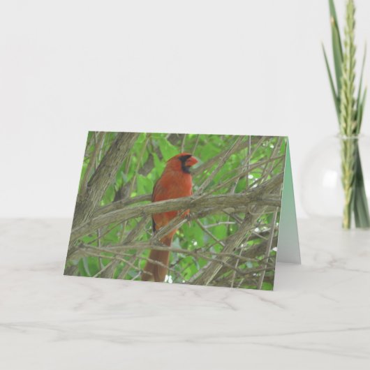 Carte Le joli cardinal dans l'arbre vierge photo (Devant)