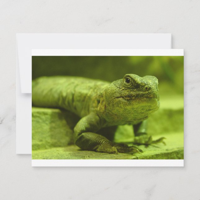 Carte Le Lézard Vert (Devant)