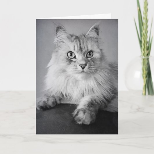 Carte Le Meow Anniversaire (Devant)
