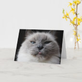 Carte Le minou de Ragdoll colle la langue (Fleur jaune)