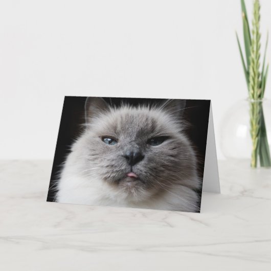 Carte Le minou de Ragdoll colle la langue (Devant)