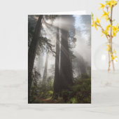 Carte Le parc national de Redwood Californie (Fleur jaune)