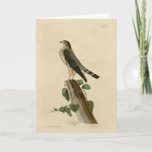Carte Le Petit Caporal (Merlin) Audubon Birds of America