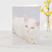 Carte Le Petit Chat Blanc (Fleur jaune)