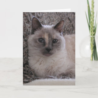 Carte Le portrait du bleu de Kitty