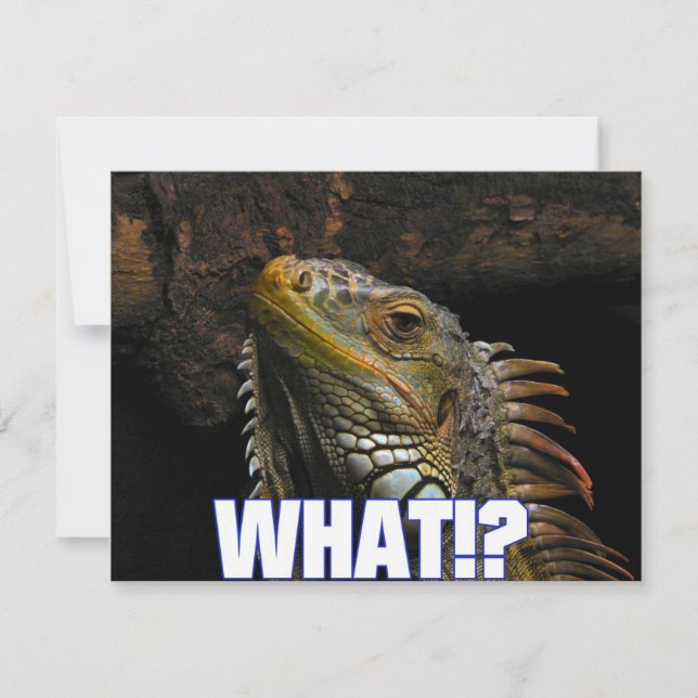 Carte Le Quoi ! ? Iguana (Devant)