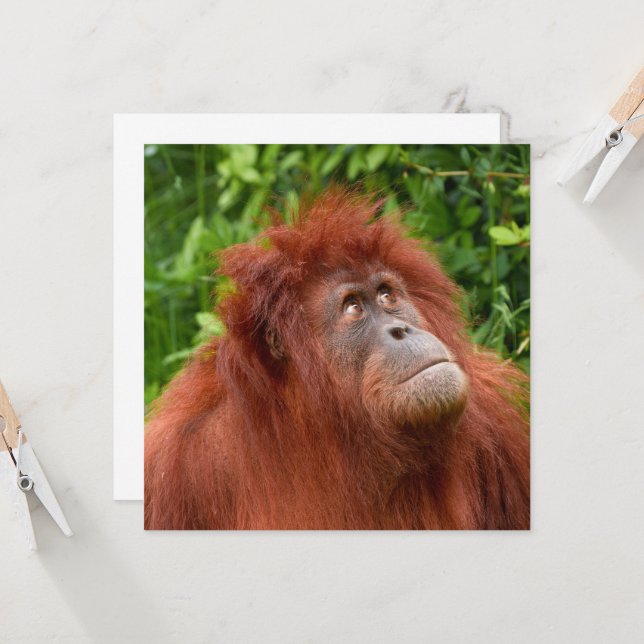 Carte Le regard réfléchi d'Orangoutan (Devant/Arrière en situation)