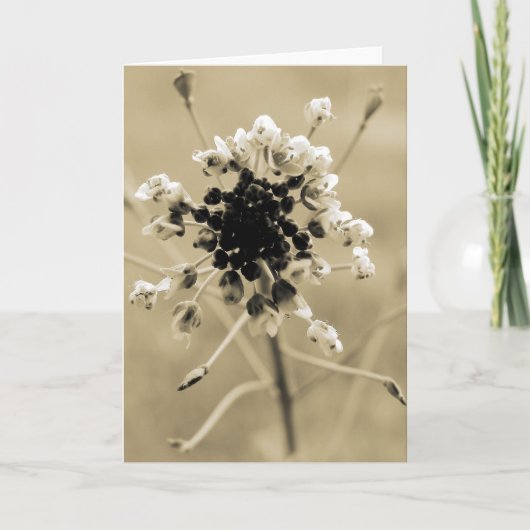 Carte Le sac de berger à Sepia (Devant)