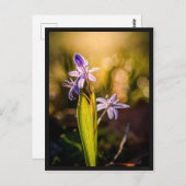 Carte le Scille (Devant / Derrière)