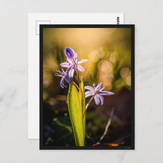 Carte le Scille (Devant / Derrière)