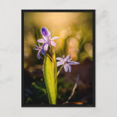 Carte le Scille (Devant)