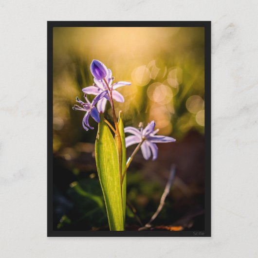 Carte le Scille (Devant)