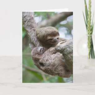Carte Le Sloth Baby avec sa mère pendue à un arbre