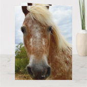 Carte "Le sucre : la grâce de l'Appaloosa" (Dos)