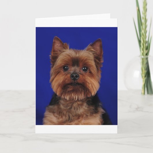 Carte Le Yorkie (Devant)