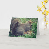 Carte L'écureuil dans les semences d'oiseaux (Fleur jaune)