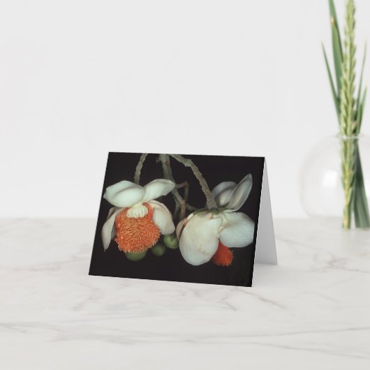 Carte LECYTHIDACEAE : Lecythis persistera (Devant)