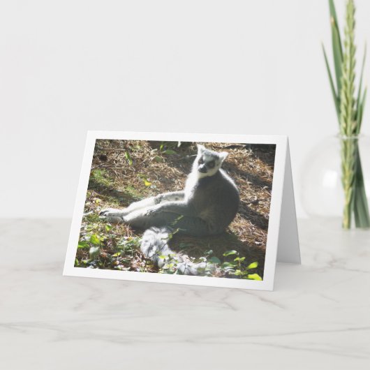 Carte Lémur à queue annelée (Devant)