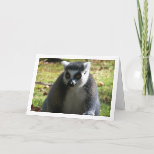 Carte Lémurien à queue annelée (Devant)