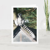 Carte Lémurien à queue annelée sur un toit (Devant)