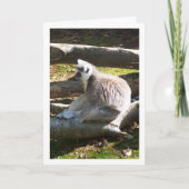 Carte Lémurien à queue d'anneau sur les billes (Devant)