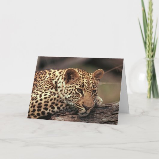 Carte Leopard (Devant)