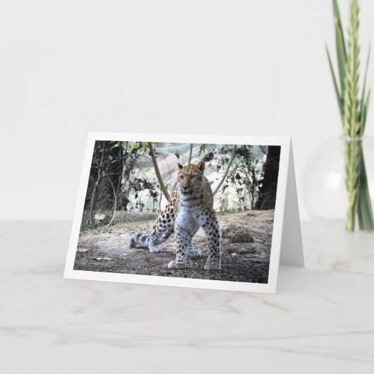 Carte Leopard en forêt (Devant)