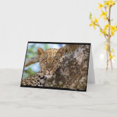 Carte Leopard Stare (Fleur jaune)