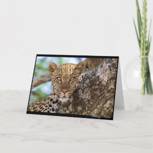 Carte Leopard Stare