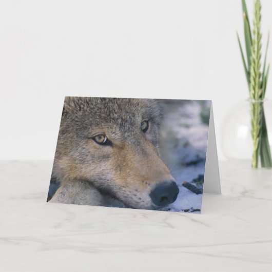 Carte Les amateurs de loups gris (Devant)