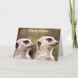 Carte Les Amis de Meerkat