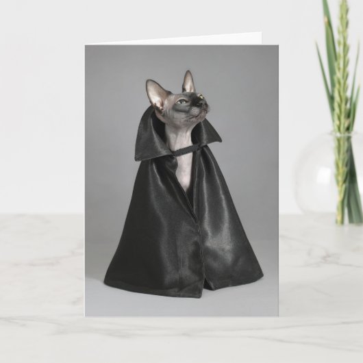 Carte Les bébés animaux les plus mignons | Chat sphynx c (Devant)