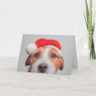 Carte Les bébés animaux les plus mignons Jack Russell