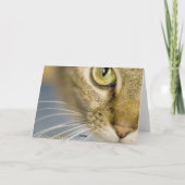 Carte Les chats bienveillants aident à soulager la (Dos)