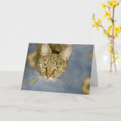 Carte Les chats bienveillants aident à soulager la (Fleur jaune)