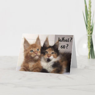 CARTE LES CHATS DE MAINE COON DISENT **60?** VOUS ? ANNI