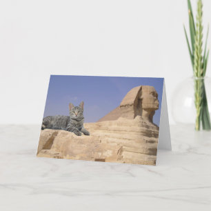 Carte Les chats règnent !