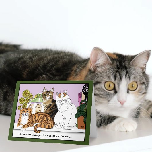 Carte Les chats sont aux commandes