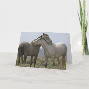Carte Les Chevaux Sauvages