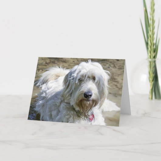 Carte Les chiens bienveillants aident à soulager la (Devant)