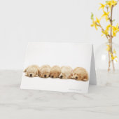 Carte Les chiots de l'golden retriever (Fleur jaune)