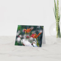 Les fleurs chinoises de lis tigré ajoutent votre