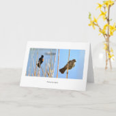 Carte Les habitants du Nevadan. Oiseaux. Photographie de (Fleur jaune)