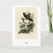 Carte Les oiseaux d'Amérique d'Audubon (Dos)