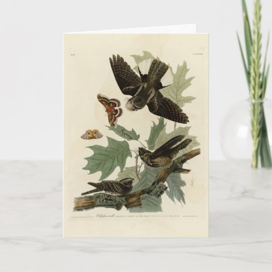 Carte Les oiseaux d'Amérique d'Audubon (Devant)
