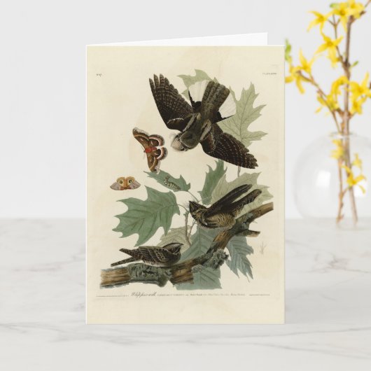 Carte Les oiseaux d'Amérique d'Audubon (Fleur jaune)