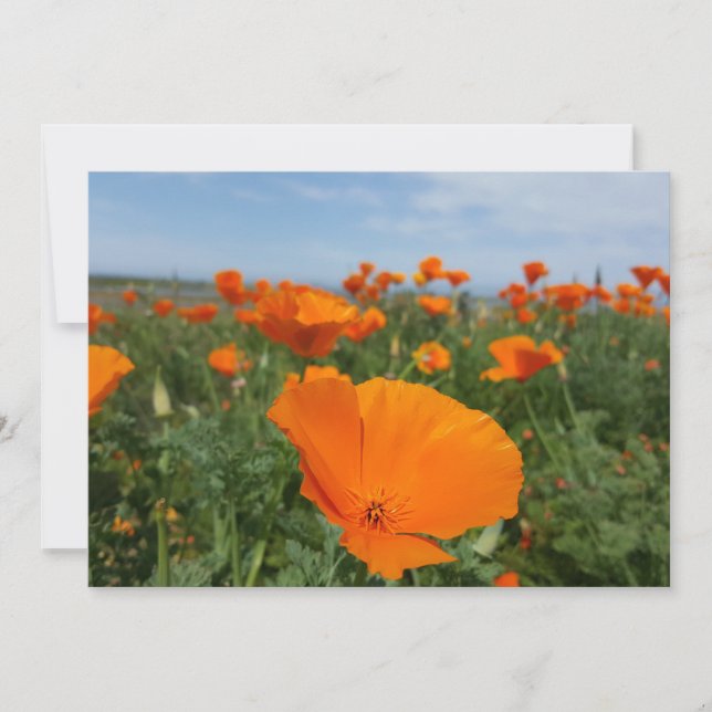 Carte Les pavots à nouveau (Devant)