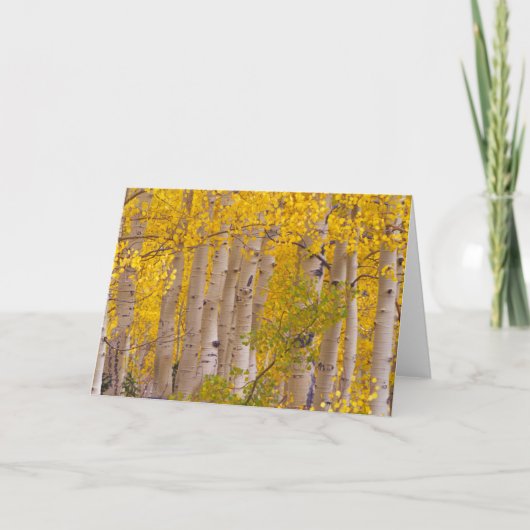 Carte Les peupliers d'automne dans le col Kebler au Colo (Devant)