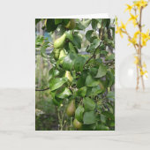 Carte Les poires de maturation (Fleur jaune)