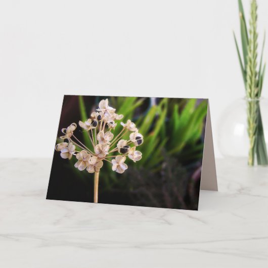 Carte Les semences de la nature : Macro Card de la photo (Devant)